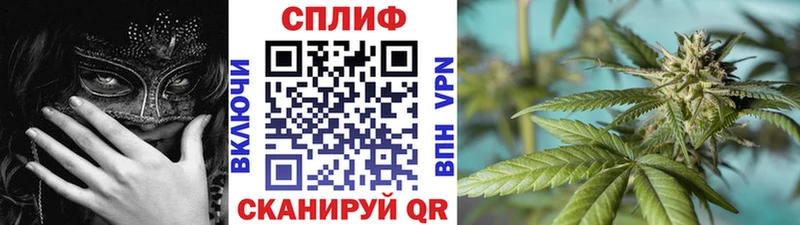МАРИХУАНА OG Kush Верея